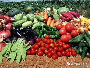 農(nóng)產(chǎn)品賣不動？直供直銷新鏈路模式破解蔬菜滯銷難題