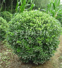 全球花木網(wǎng) 苗木與花卉產(chǎn)品的數(shù)字化展示平臺