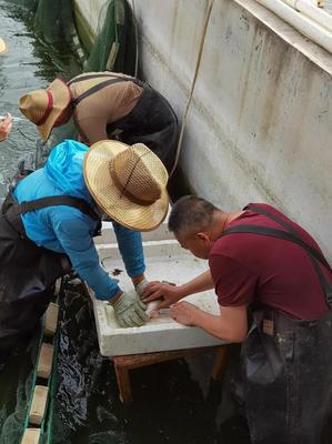 內陸水產養殖新突破 省海洋與水產科學研究院成功實現加州鱸魚規模化繁育